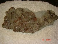 藏品(馬來長吻鱷魚背甲骨板化石)的圖片